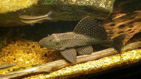 high fin spotted plecostomus size.